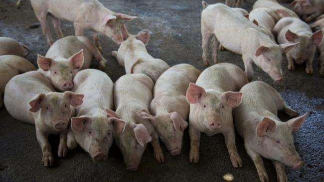 Cerdos en Cuba.