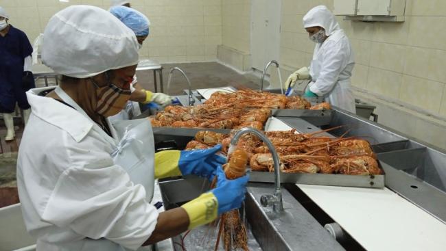 Procesamiento de langosta en la Empresa Pesquera Industrial de Santa Cruz del Sur, Camagüey.