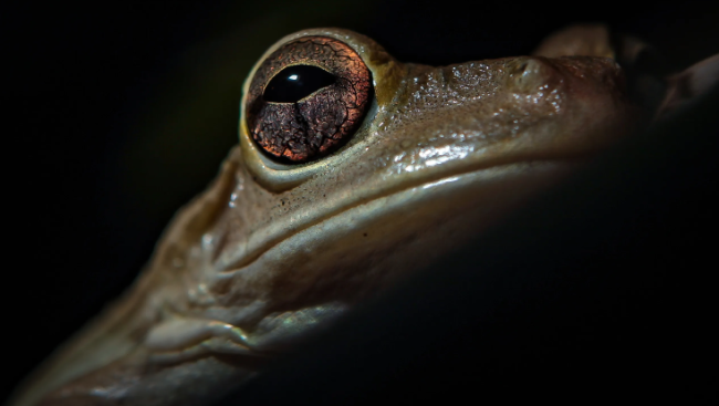 Una de las ranas cubanas, fotografiada en Florida.