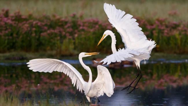 Garzas blancas.