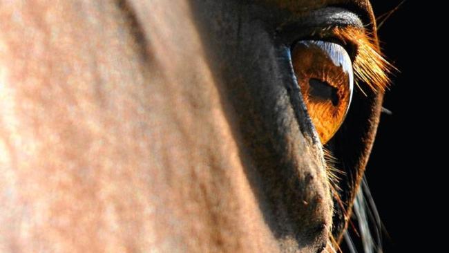 Ojo de un caballo.