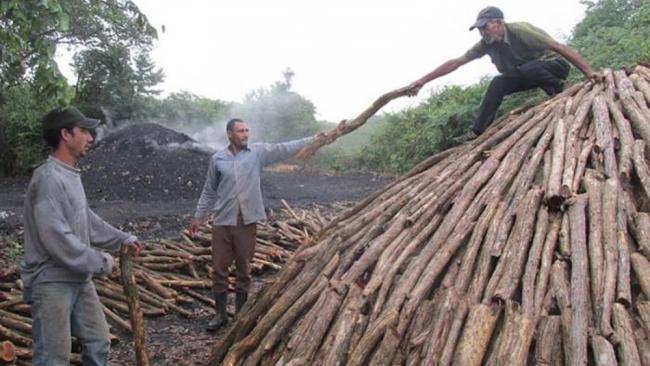 Producción de carbón de marabú en Cuba.