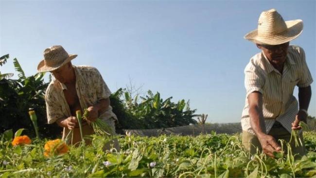 Agricultores cubanos.