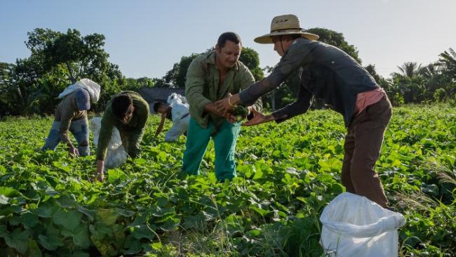 Trabajadores agrícolas en Cuba.