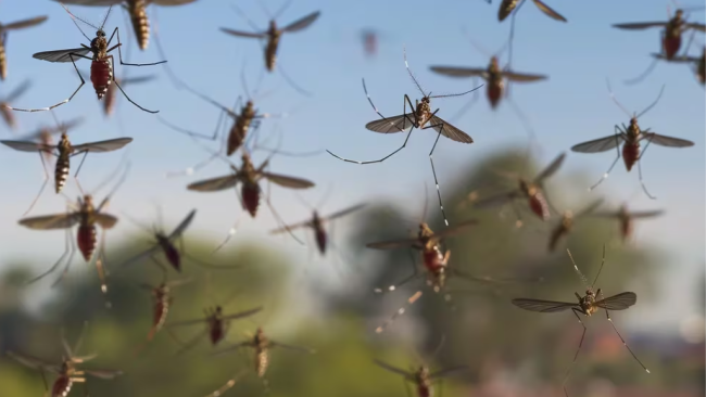 Enjambre de mosquitos.