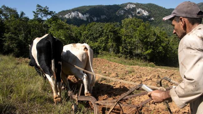 Un campesino cubano arando la tierra con bueyes.