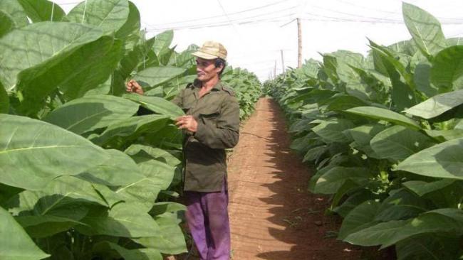 Plantación de tabaco tapado en Cuba.