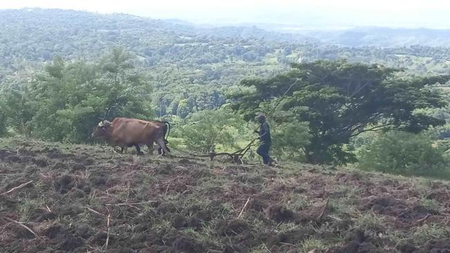 Un campesino arando una parcela de tierra en Guantánamo.