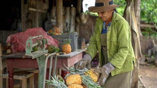 Una mujer ante una cosecha de piña.