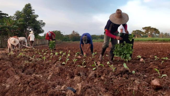 Siembra de tabaco en Sancti Spíritus.