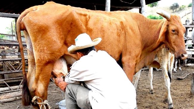 Un campesino ordeña una vaca en Cuba.