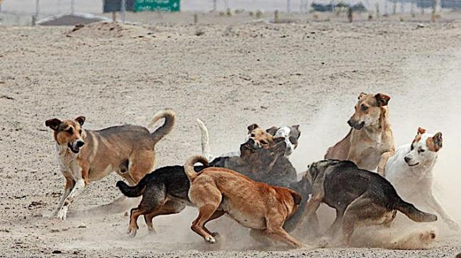 Perros peleando.