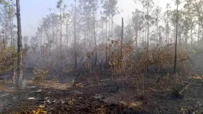 Bosque quemado en Pinar del Río.