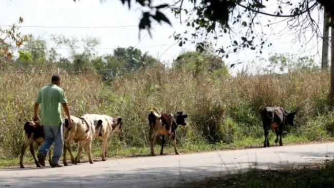 Un campesino cubano con su ganado.