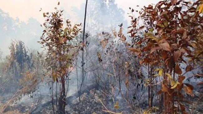 Incendio forestal en Pinar del Río.