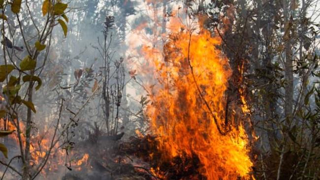 Incendio forestal en Pinar del Río.