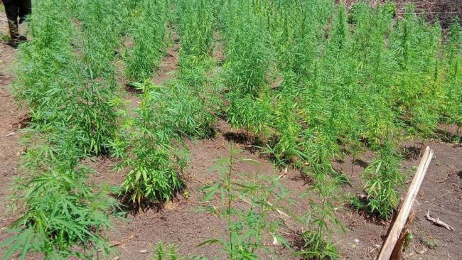 Plantación de marihuana en Bayamo.