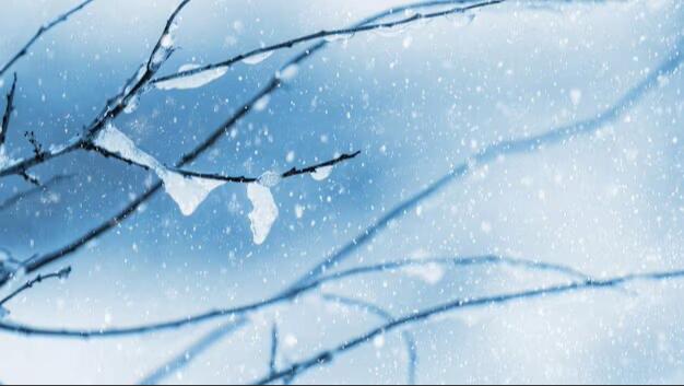 Ramas bajo la nieve.