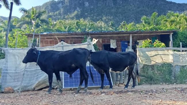 Animales en la finca de la familia Ruiz Urquiola.