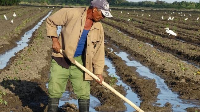 Un trabajador cubano.