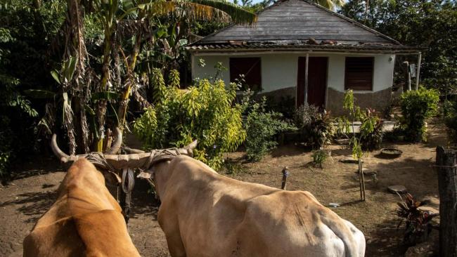 Una yunta de bueyes frente a una vivienda en el campo en Cuba.