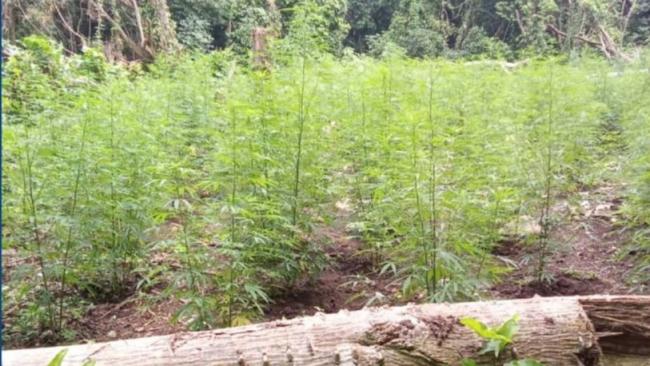 Plantación de marihuana incautada.