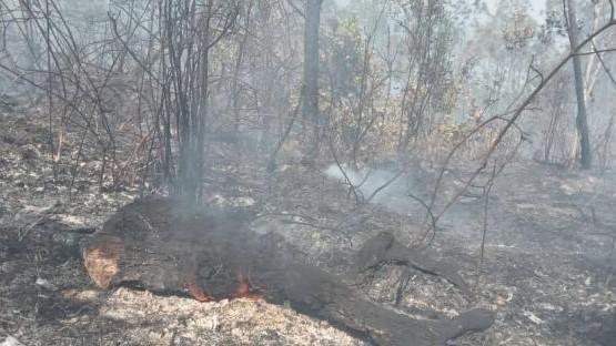 Bosque afectado por un incendio forestal en Pinar del Río.