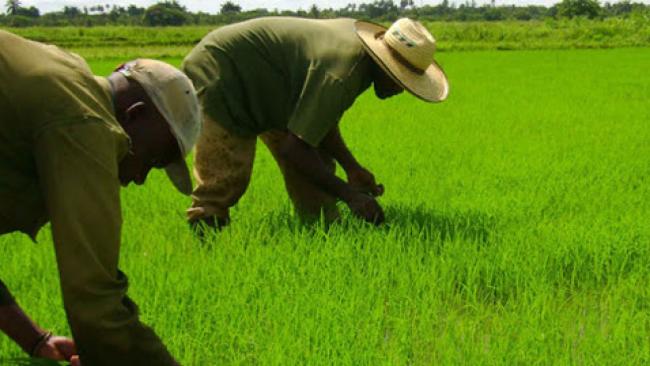 Campesinos en cultivos de arroz en Cuba.