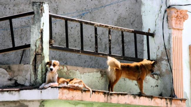 Perros en un tejado en La Habana.