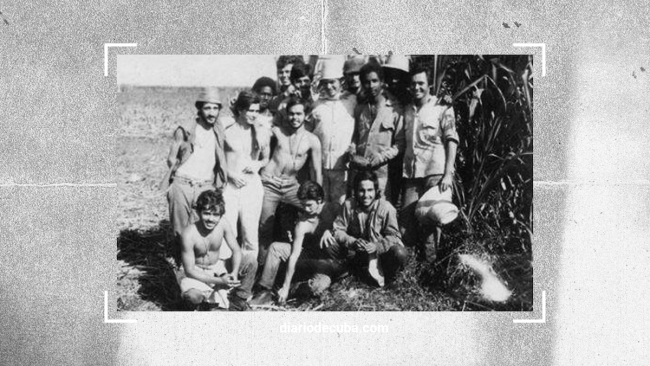 Estudiantes cubanos en un corte de caña. El autor, en la tercera línea, con sombrero.