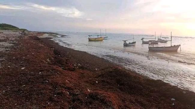 Sargazo en Maisí.