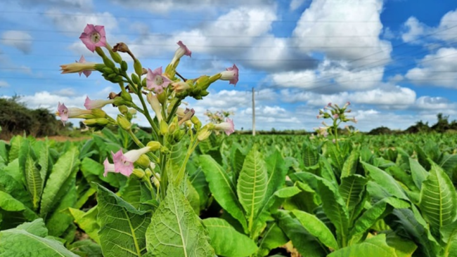 Cultivo de tabaco.