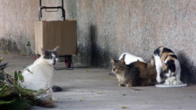 Gatos callejeros alimentados por voluntarios.