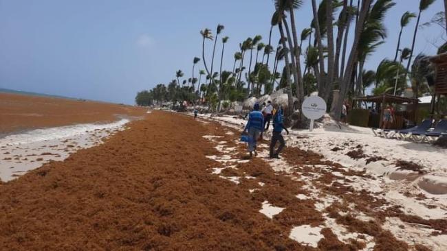 Playas de República Dominicana cubiertas de sargazo.