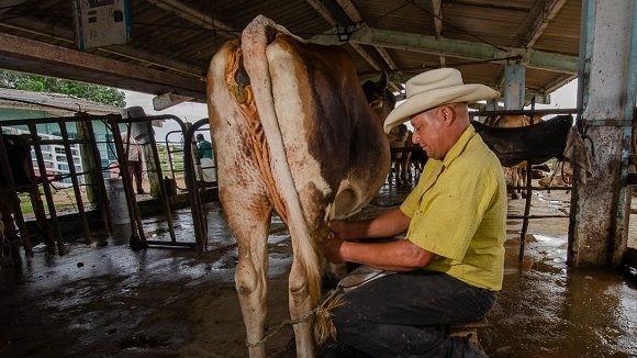Un campesino ordeña una vaca en Cuba.
