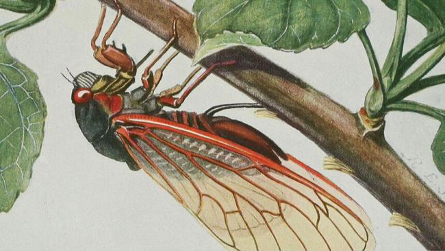 Magicicada septendecim, por R. E. Snodgrass, 1930.