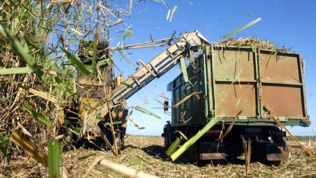 Cosecha de caña de azúcar en Cuba.