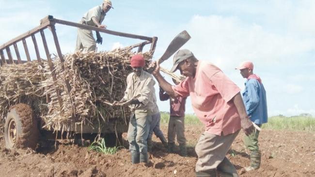 Sembradores de caña en Cuba.