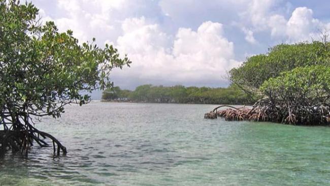 Manglares costeros en Cuba.
