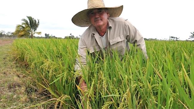 Cultivo de arroz en Aguada, Cienfuegos.