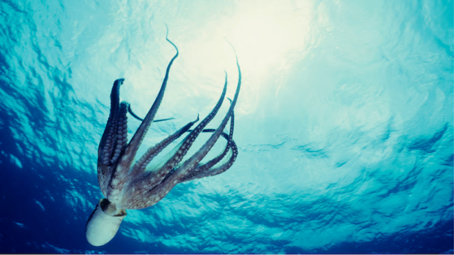 Pulpo.