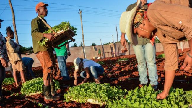 Agricultores cubanos.