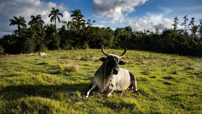 Ganado en un campo cubano.