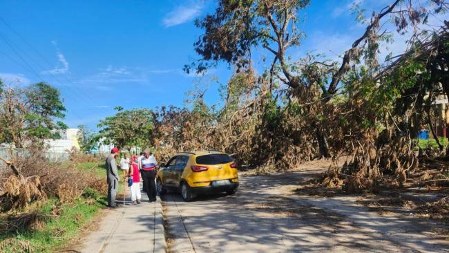 Árboles derribados por Melissa en Santiago de Cuba obstruyen una vía.