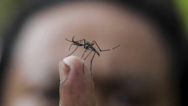 Mosquito, agente transmisor del dengue.