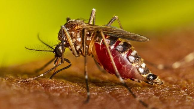 Mosquito transmisor de chikingunya y dengue.