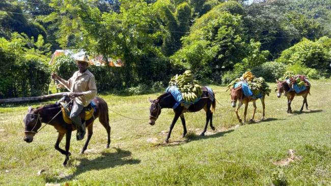 Un campesino traslada plátano en burros en Guantánamo.