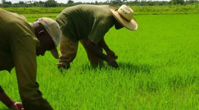 Cultivo de arroz en Cuba.