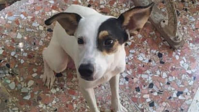 Un perrito en busca de adopción en Cuba.