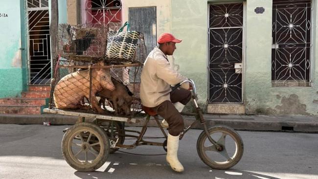 Un hombre traslada cerdos en un triciclo en Camagüey.